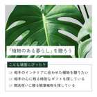 選べる8号鉢と鉢カバーのセット[B]