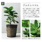 選べる8号鉢と鉢カバーのセット[B]