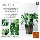 選べる8号鉢と鉢カバーのセット[B]
