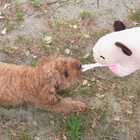 ワンダーパペット　イヌ