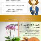 【早割】マイクロ胡蝶蘭 どら焼き2個セット