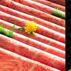 特許取得商品「綿肉」鹿児島黒牛A5しゃぶしゃぶ・すき焼き用（ロース）「冷凍便」600ｇ