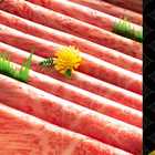 「A5 松阪牛」特許取得「綿肉」すき焼きセット 特選霜降り（ウデ・ミスジ）【冷蔵便】600g