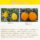 プレミアム 3個セット しそ明太子 黄金レモンたらこ 柚子たらこ