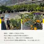 プレミアム 3個セット しそ明太子 黄金レモンたらこ 柚子たらこ