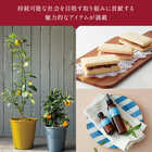 [大和 カタログギフト]  HALERU SUN [カードタイプ]