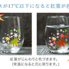 丸モ高木陶器 冷感紅葉 フリーグラスペアセット