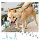 犬用 カラフル リード