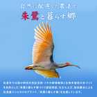 米 新潟県 魚沼産または佐渡産など コシヒカリ 1.5合(225g)