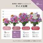 【送料無料】祝！喜寿 M 〜淡紫〜｜77歳のお祝い