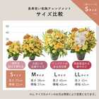 【送料無料】祝！傘寿「黄」80歳S