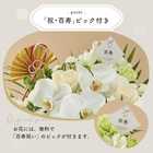 【送料無料】祝！百寿「白」100歳LL〜オーキッド〜