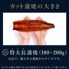 国産 浜松 浜名湖 うなぎ 特大長蒲焼180g～200g（風呂敷包み）