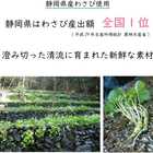 菜乃屋 わさび漬 封印 80g×2個