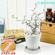 木婚式に贈る観葉植物。5年目の結婚記念日のお祝いにぴったりの15品