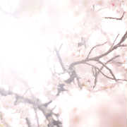 桜にちなんだプレゼント。新しい季節にぴったりなアイテムを、大切な人へ。