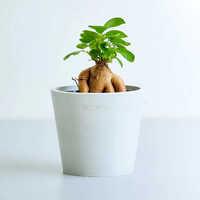 結婚祝いに喜ばれる観葉植物のプレゼント|新婚生活を彩る癒しのグリーン特集