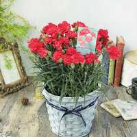 母の日には家族みんなでサプライズを。今からでも間に合うお祝いプラン5選