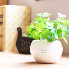 【名入れ】CT触媒グリーン クローバー