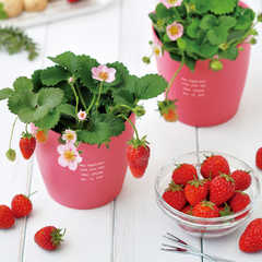 【名入れ】ストロベリー栽培キット