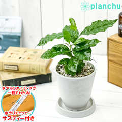 コーヒーノキ アラビカ 4号樹脂鉢 ホワイト サスティー付き 受け皿付き 育て方説明書付き Coffea arabica コーヒーの木 珈琲の木 アラビカコーヒー