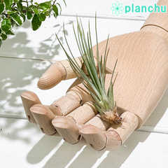 エアプランツ ティランジア ジュンシフォリア Sサイズ 1株 W4×H10cm前後 育て方説明書付き Tillandsia juncifolia エアープランツ チランジア