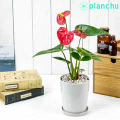 アンスリウム レッド 4号鉢 受け皿付き 育て方説明書付き Anthurium andraeanum cv. アンスリューム アロイド 鉢花