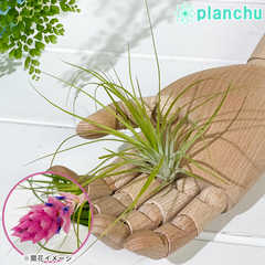 エアプランツ ティランジア ストリクタ Sサイズ 1株 W8×H8cm前後 育て方説明書付き Tillandsia stricta エアープランツ チランジア