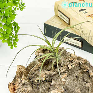 エアプランツ ティランジア バルビシアーナ Sサイズ 1株 W15×H10cm前後 育て方説明書付き Tillandsia balbisiana エアープランツ チランジア