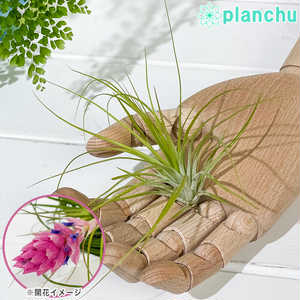 エアプランツ ティランジア ストリクタ Sサイズ 1株 W8×H8cm前後 育て方説明書付き Tillandsia stricta エアープランツ チランジア