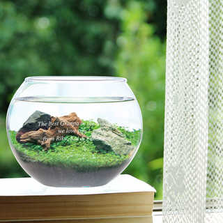 【名入れ】 アクアリウムキット L