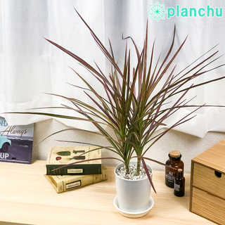 ドラセナ マルギナータ レインボー 4号鉢 受け皿付き 育て方説明書付き Dracaena marginata ‘Rainbow’ 真実の木 マジナータ コンシンネ コンシナ