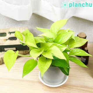 ポトス ライム 4号鉢 受け皿付き 育て方説明書付き Epipremnum aureum ‘Lime’ エピプレムナム アロイド