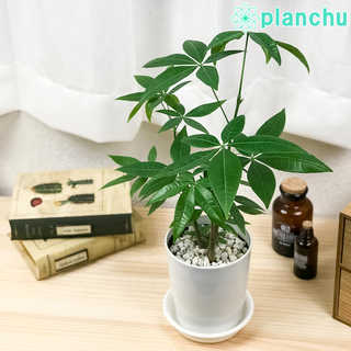パキラ ストレート 実生株 4号鉢 受け皿付き 育て方説明書付き Pachira glabra 発財樹