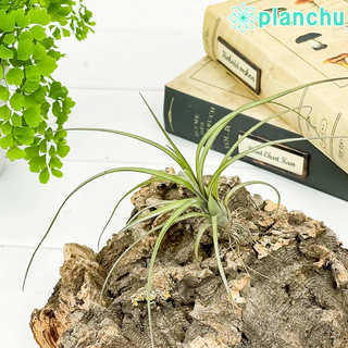 エアプランツ ティランジア バルビシアーナ Sサイズ 1株 W15×H10cm前後 育て方説明書付き Tillandsia balbisiana エアープランツ チランジア