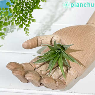 エアプランツ ティランジア カピタータ Sサイズ 1株 W4×H6cm前後 育て方説明書付き Tillandsia capitata エアープランツ チランジア