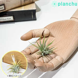 エアプランツ ティランジア イオナンタ 白花 Sサイズ 1株 W3×H3cm前後 育て方説明書付き Tillandsia ionantha ‘White Flower’ エアープランツ チランジア