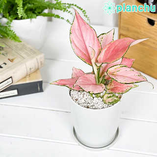 アグラオネマ オースピシャスレッド 4号鉢 受け皿付き 育て方説明書付き Aglaonema ‘Auspicious Red’ 幸せを招くタイの宝石 アロイド