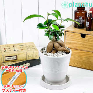 ガジュマル 4号樹脂鉢 ホワイト サスティー付き 受け皿付き 育て方説明書付き Ficus microcarpa フィカス ミクロカルパ 精霊の宿る木