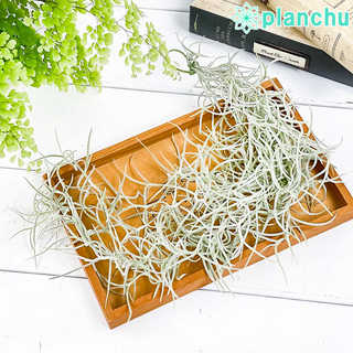エアプランツ ティランジア ウスネオイデス 太葉 Mサイズ 1束 W8×H40cm前後 育て方説明書付き Tillandsia usneoides エアープランツ チランジア