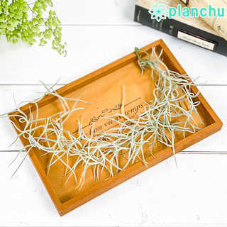 エアプランツ ティランジア ウスネオイデス 太葉 Sサイズ 1束 H30cm前後 育て方説明書付き Tillandsia usneoides エアープランツ チランジア