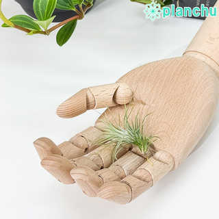エアプランツ ティランジア フンキアナ Sサイズ 1株 W4×H5cm前後 育て方説明書付き Tillandsia funckiana エアープランツ チランジア