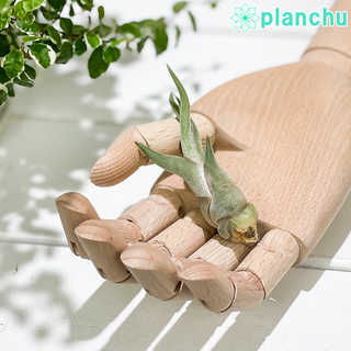 エアプランツ ティランジア カプトメデューサエ Sサイズ 1株 W3×H6cm前後 育て方説明書付き Tillandsia caput-medusae カプトメドゥーサエ エアープランツ チランジア