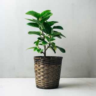 選べる8号鉢と鉢カバーのセット[B]