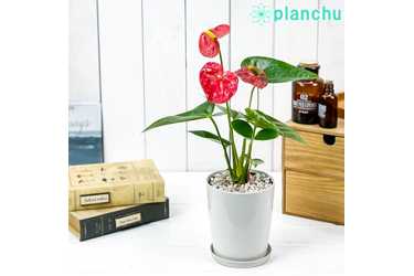 PLANCHU アンスリウム レッド 4号鉢 受け皿付き 育て方説明書付き