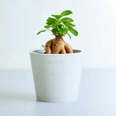 観葉植物