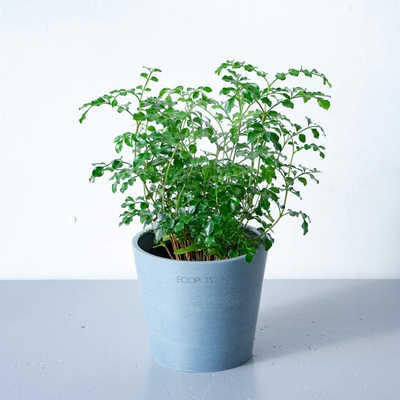 観葉植物