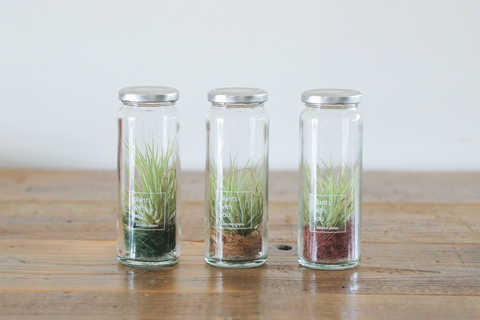 エアープランツ ボトルタイプ