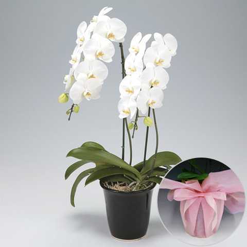 胡蝶蘭 白 2本立ち（ラッピング付き）