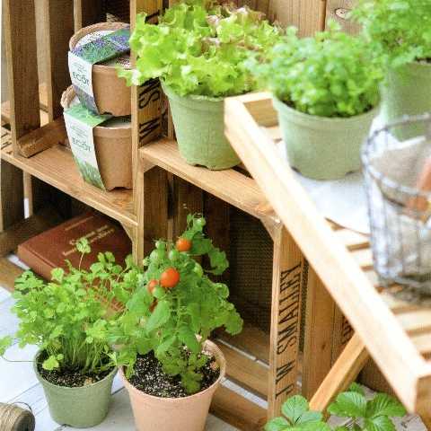 野菜栽培 選べる2個セット 